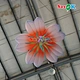 flower inflatable4